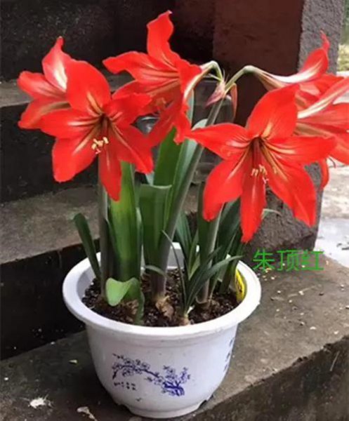 紫根兰一年开几次花正常