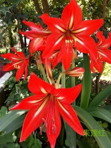 紫根兰一年开几次花正常