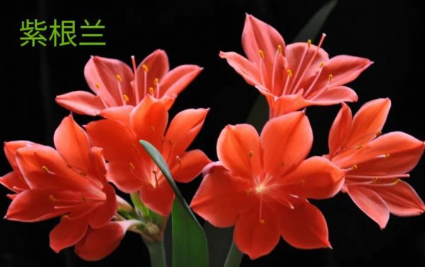 紫根兰一年开几次花正常
