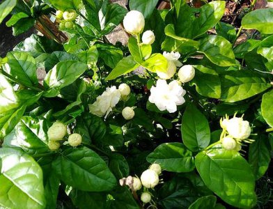 茉莉花喜欢阳光吗 教你正确养护方法