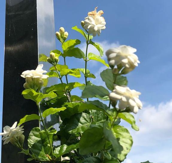茉莉花喜欢阳光吗