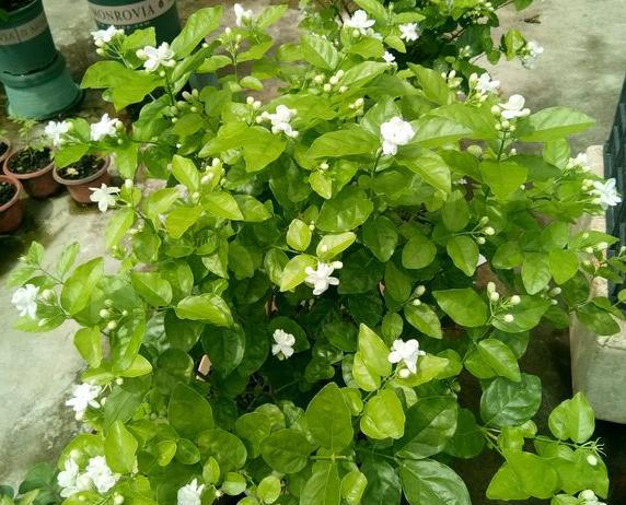 茉莉花喜欢阳光吗