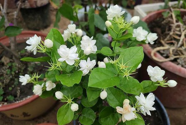 茉莉花喜欢阳光吗