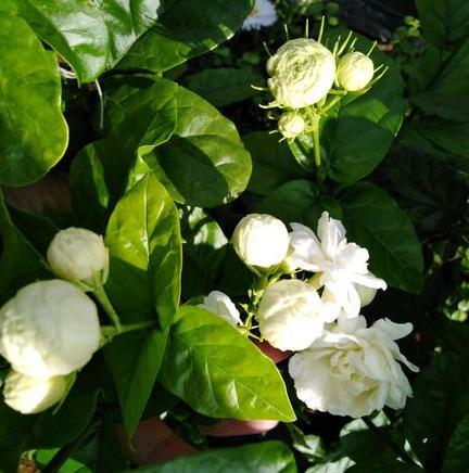 茉莉花喜欢阳光吗