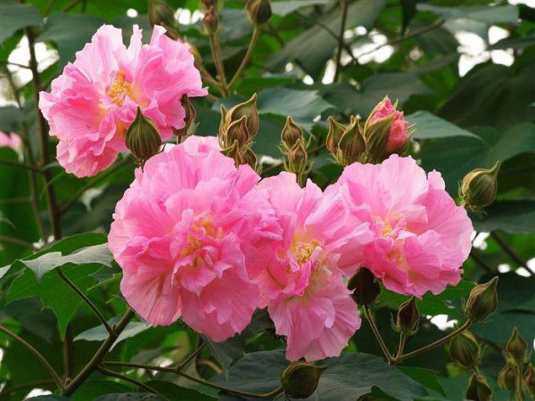 木棉花花期多长时间
