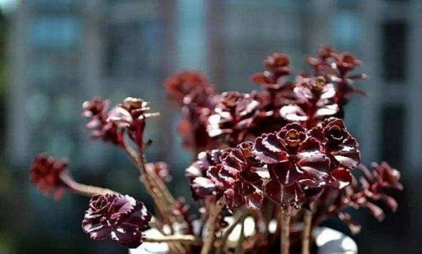 小球玫瑰用什么土比较好