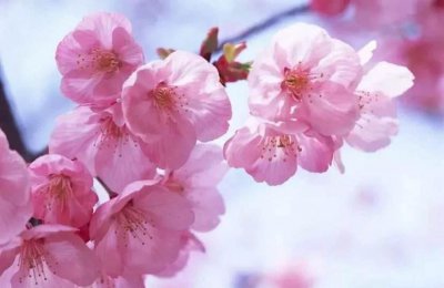 四季分别开什么花 盘点四季最有代表性的花