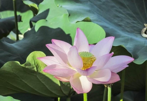 四季分别开什么花