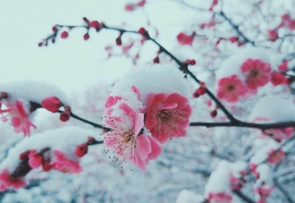 四季分别开什么花