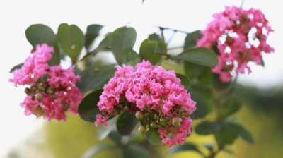 紫薇花什么季节开花 夏季开放的花卉介绍