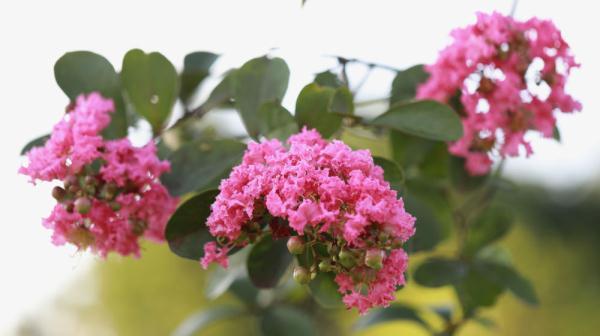 紫薇花什么季节开花