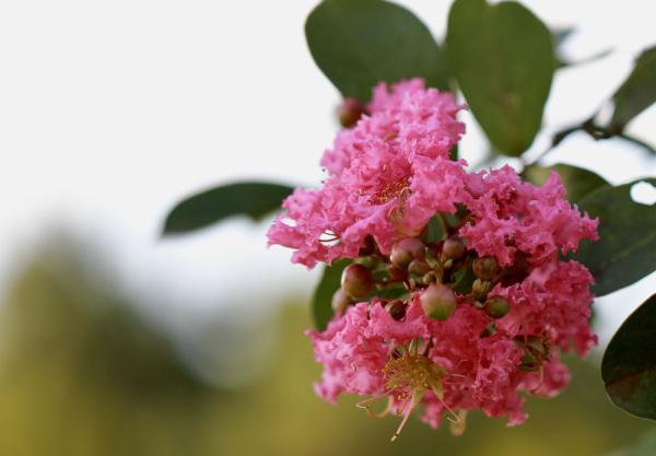 紫薇花什么季节开花