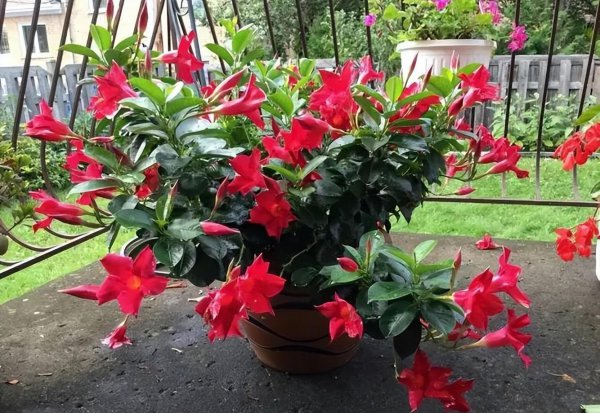 芍药花期多长时间