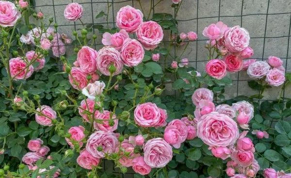 芍药花期多长时间