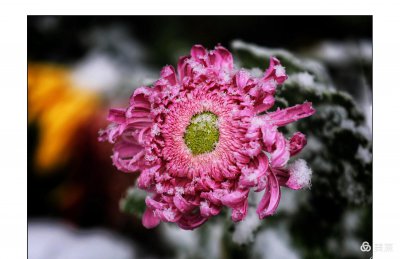 菊花的特点和品质是什么 了解菊的品质和精神