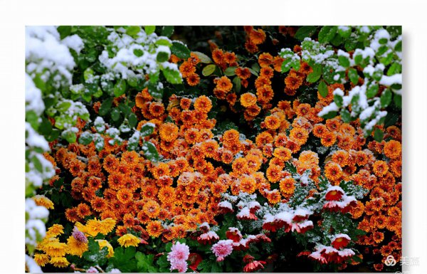 菊花的特点和品质是什么
