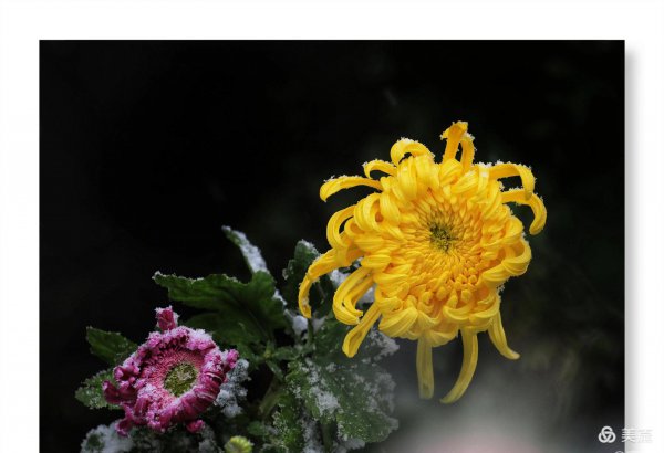 菊花的特点和品质是什么