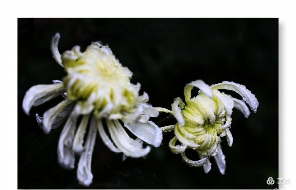 菊花的特点和品质是什么