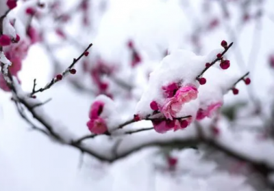 桃花在哪个季节开花 春夏秋冬四个季节的花介绍