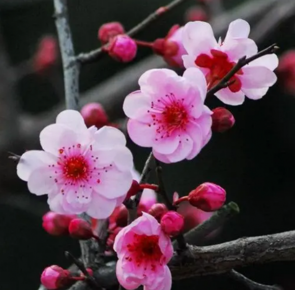 桃花在哪个季节开花