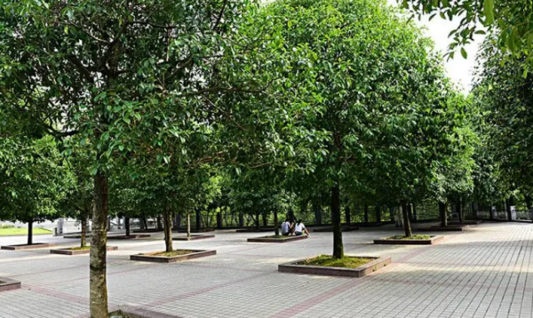 桃花在哪个季节开花