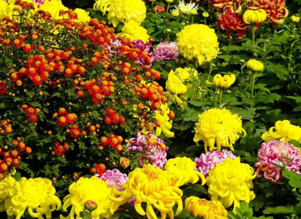 桃花在哪个季节开花