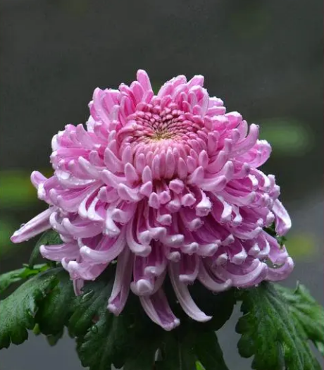 桃花在哪个季节开花
