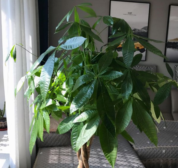 不需要阳光的绿植有哪些