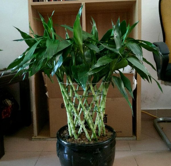 不需要阳光的绿植有哪些