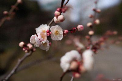 冬天的花有哪些品种 十大耐寒花卉排名