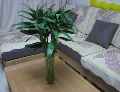 节节高富贵竹好养吗 有关富贵竹的养护小妙招
