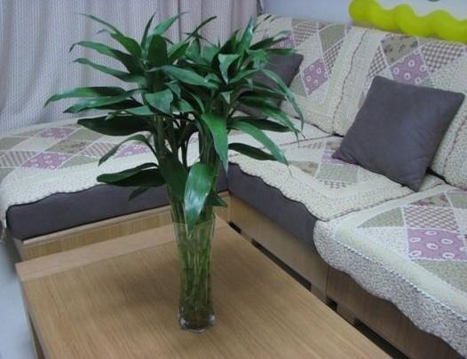 节节高富贵竹好养吗