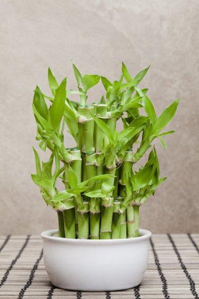 节节高富贵竹好养吗