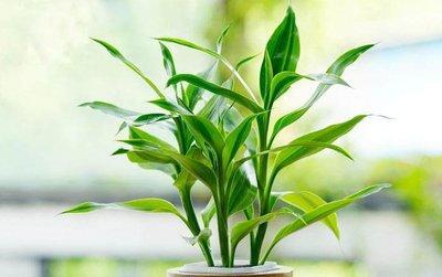 节节高富贵竹好养吗