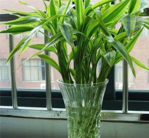 节节高富贵竹好养吗