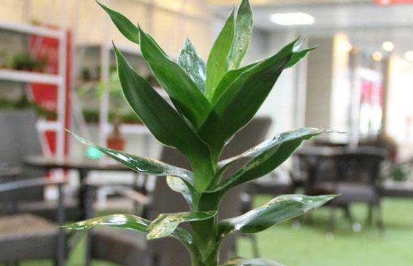 节节高富贵竹好养吗