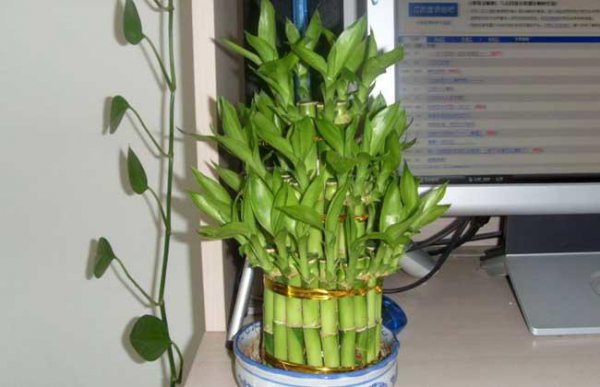 节节高富贵竹好养吗