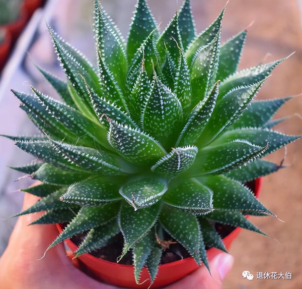 仙人掌可以放在卧室吗
