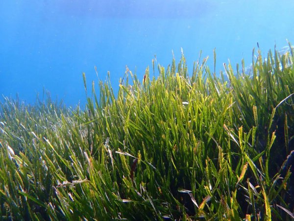 生活在海里的植物有哪些