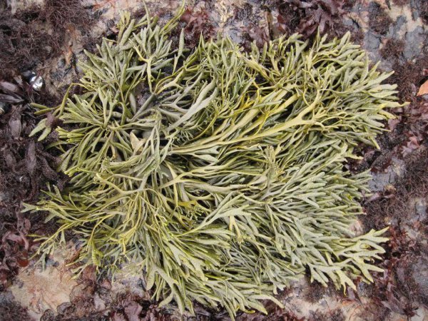 生活在海里的植物有哪些