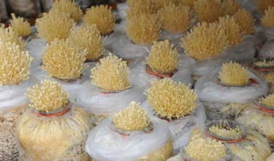 种蘑菇需用什么条件 菌类的生长环境和要求