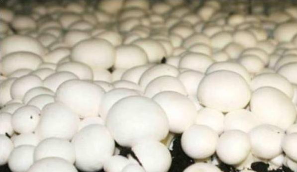 种蘑菇需用什么条件