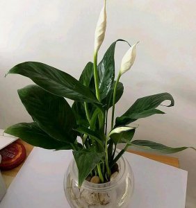 白掌水培怎么养才会开花 水养白掌花方法与技巧