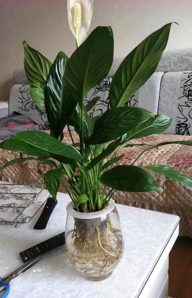 白掌水培怎么养才会开花