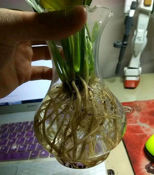 白掌水培怎么养才会开花