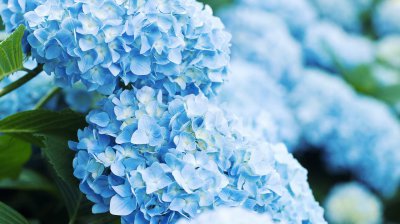 百合花放在卧室好吗 盘点六种不能放在卧室的花卉