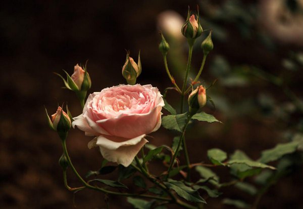 百合花放在卧室好吗