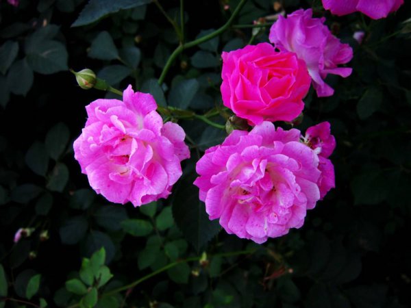 百合花放在卧室好吗