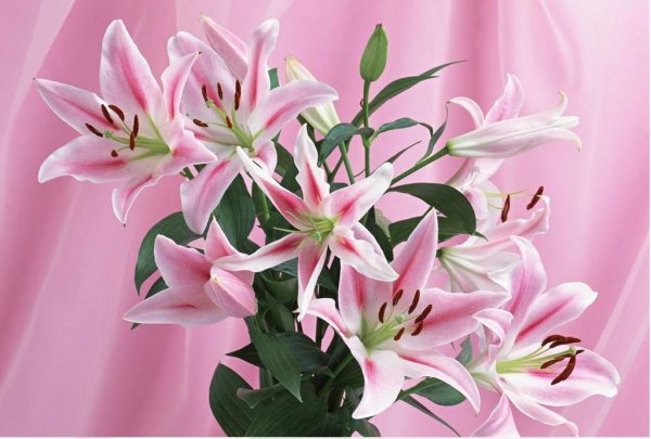 百合花放在卧室好吗