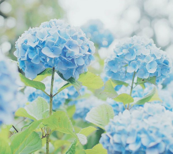 百合花放在卧室好吗